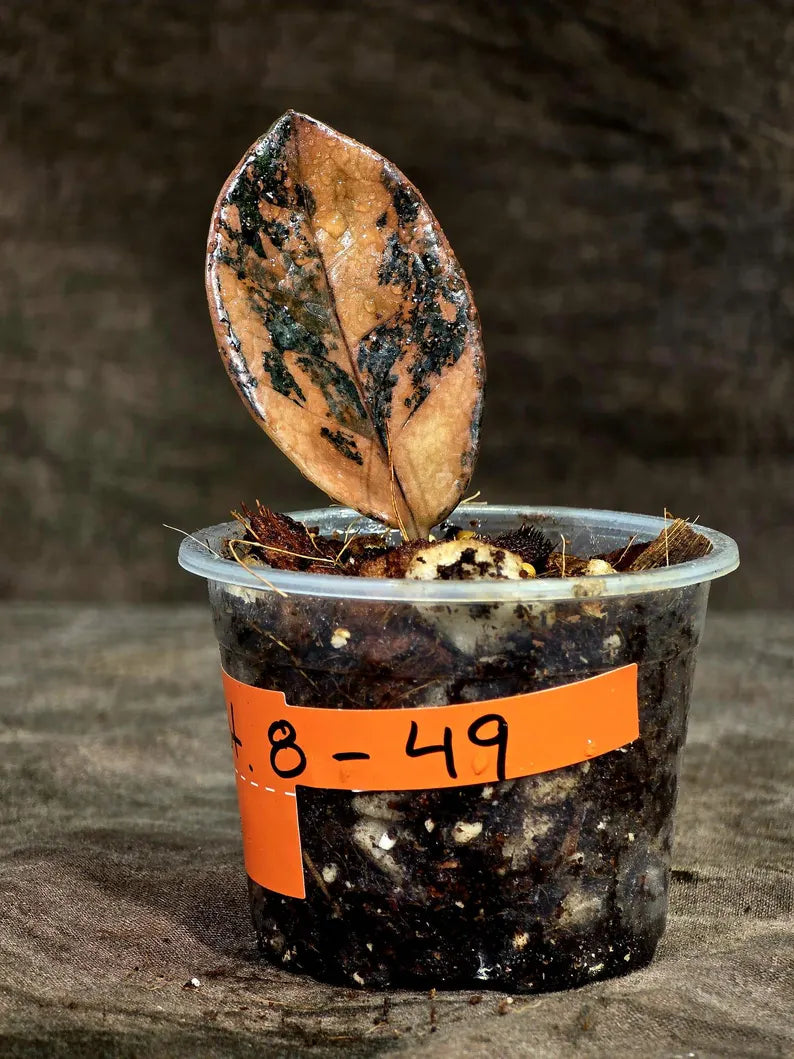 Pink Variegated Raven ZZ Plant (Sep-8-49-ER)