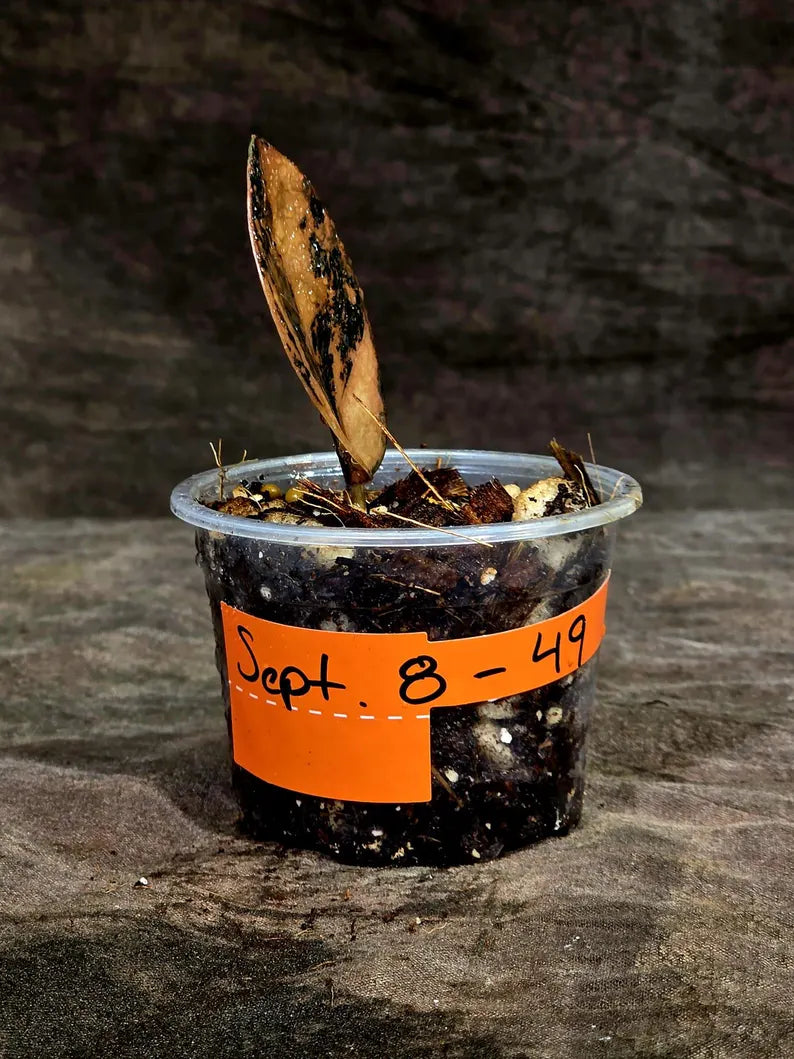 Pink Variegated Raven ZZ Plant (Sep-8-49-ER)