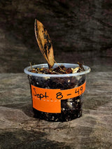 Pink Variegated Raven ZZ Plant (Sep-8-49-ER)