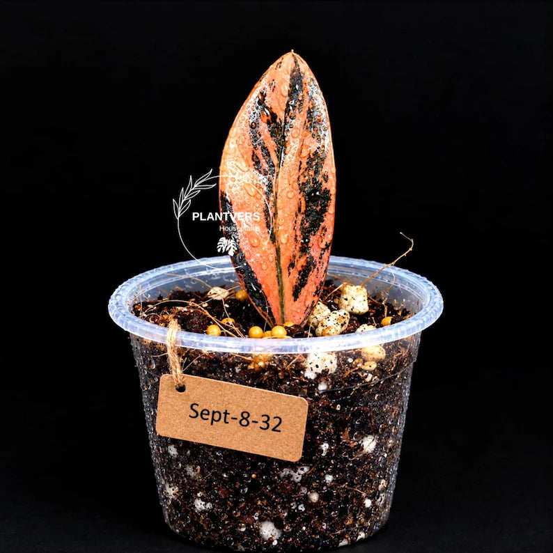 Pink Variegated Raven ZZ Plant (Sep-8-32-ER)