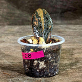 Pink Variegated Raven ZZ Plant (Sep-8-28-ER)