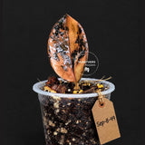 Pink Variegated Raven ZZ Plant (Sep-8-49-ER)