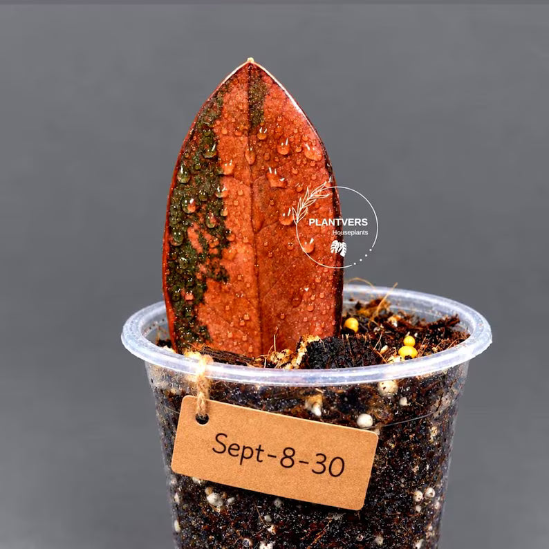 Pink Variegated Raven ZZ Plant (Sep-8-30-ER)