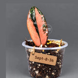 Pink Variegated Raven ZZ Plant (Sep-8-36-ER)