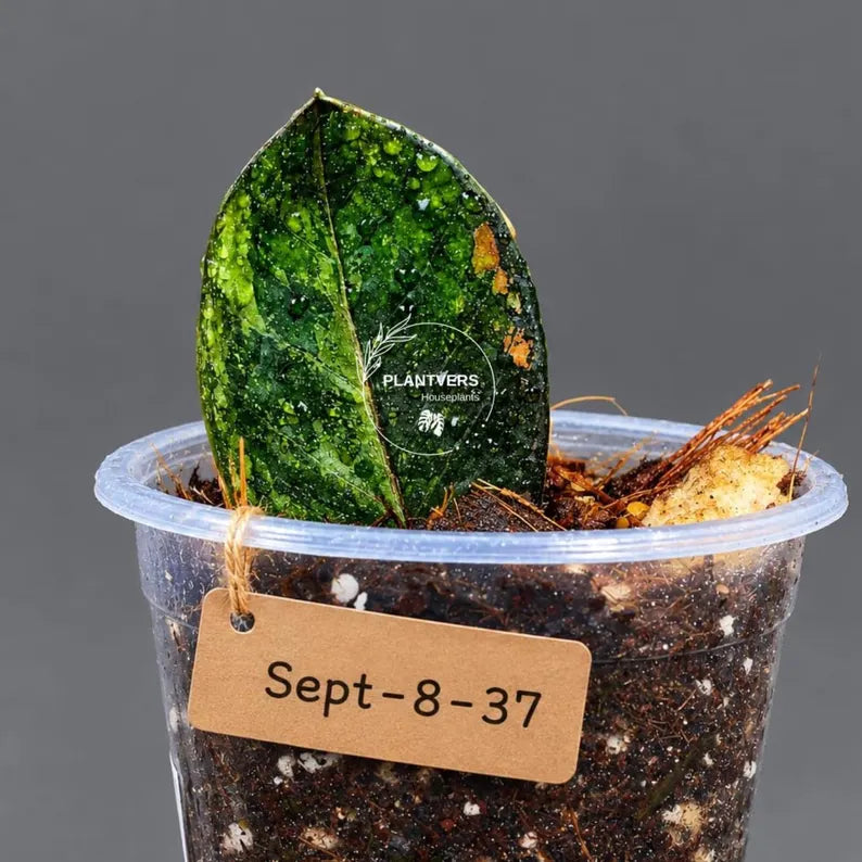 Pink Variegated Raven ZZ Plant (Sep-8-37-ER)