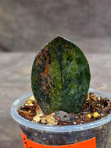 Pink Variegated Raven ZZ Plant (Sep-9-22-ER)