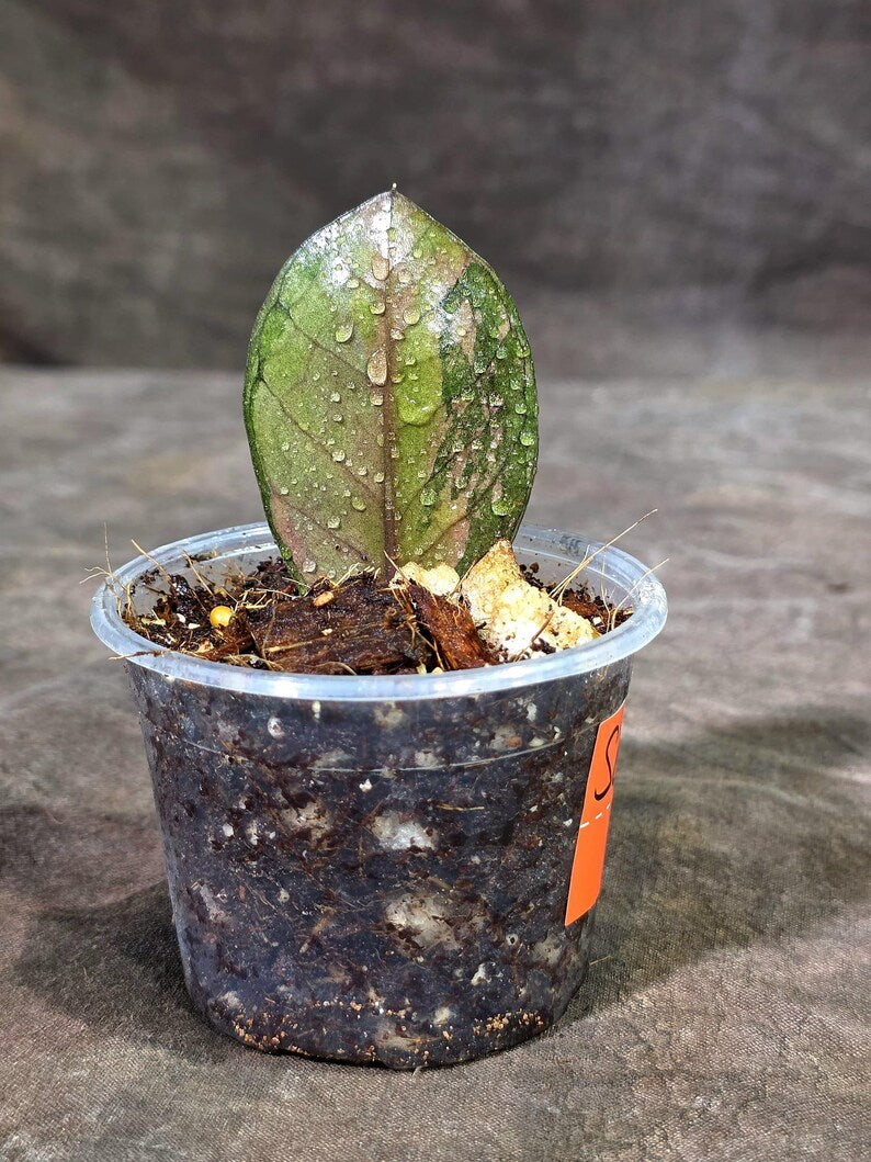 Pink Variegated Raven ZZ Plant (Sep-9-22-ER)