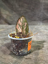 Pink Variegated Raven ZZ Plant (Sep-9-23-ER)