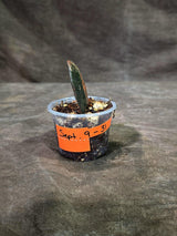 Pink Variegated Raven ZZ Plant (Sep-9-31-ER)