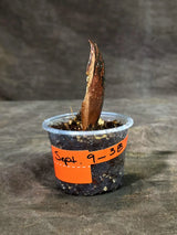 Pink Variegated Raven ZZ Plant (Sep-9-38-ER)