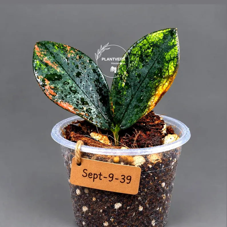 Pink Variegated Raven ZZ Plant (Sep-9-39-ER)