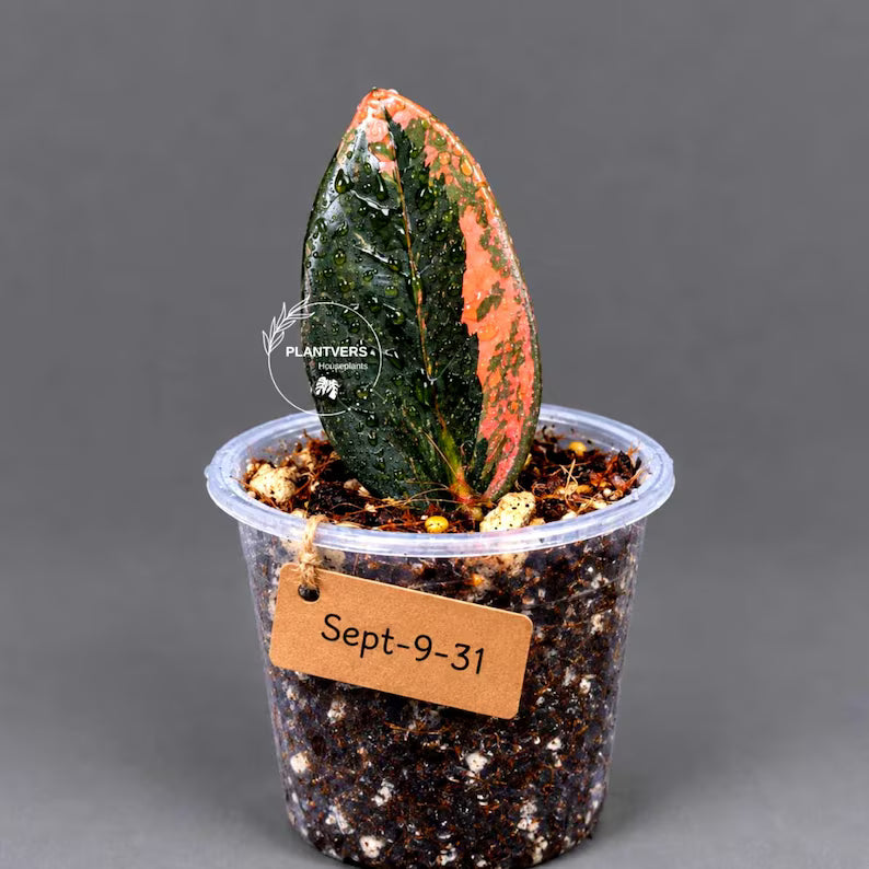 Pink Variegated Raven ZZ Plant (Sep-9-31-ER)