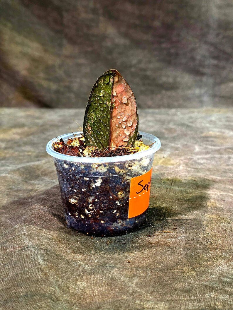 Pink Variegated Raven ZZ Plant (Sep-9-31-ER)
