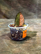 Pink Variegated Raven ZZ Plant (Sep-9-31-ER)