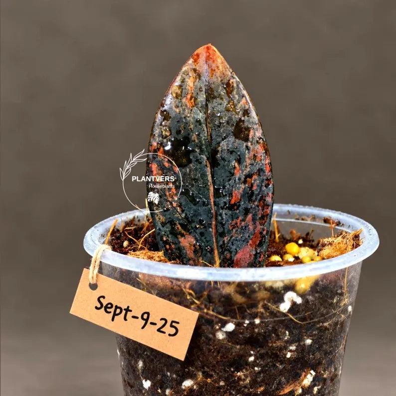 Pink Variegated Raven ZZ Plant (Sep-9-25-ER)