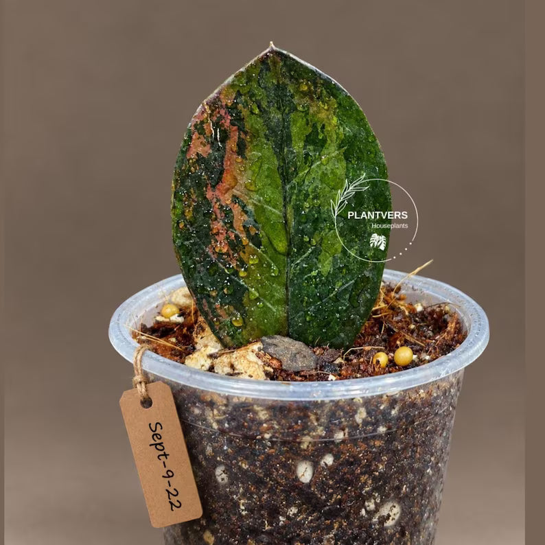 Pink Variegated Raven ZZ Plant (Sep-9-22-ER)