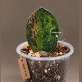 Pink Variegated Raven ZZ Plant (Sep-9-22-ER)