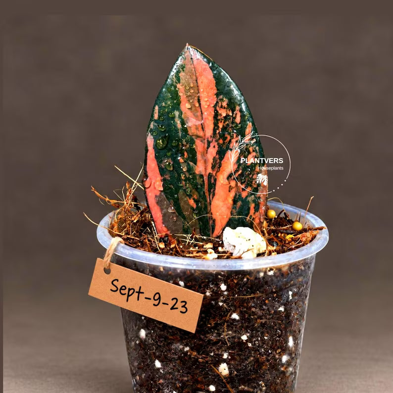 Pink Variegated Raven ZZ Plant (Sep-9-23-ER)