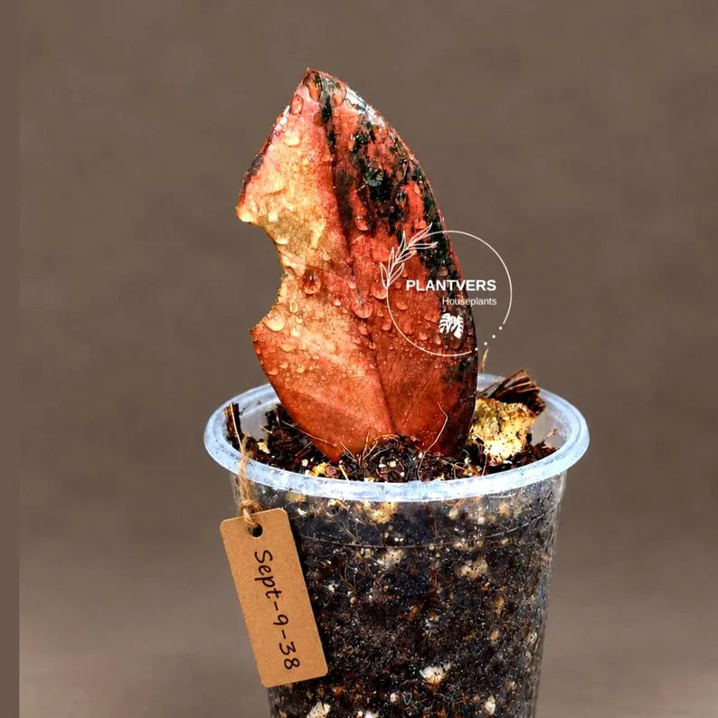 Pink Variegated Raven ZZ Plant (Sep-9-38-ER)