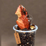 Pink Variegated Raven ZZ Plant (Sep-9-38-ER)