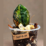 Pink Variegated Raven ZZ Plant (Sep-8-39-ER)