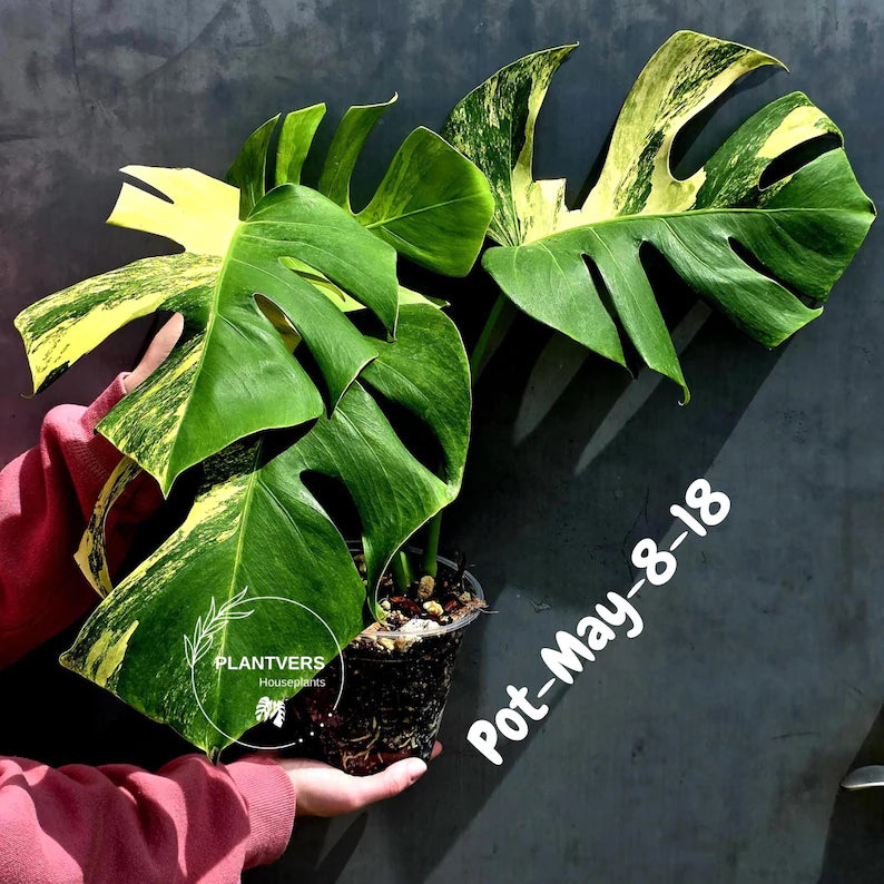 Variegated Monstera Aurea Live Plant - Rare Yellow Variegated Monstera Borsigiana - Collector Grade Houseplant - US Seller