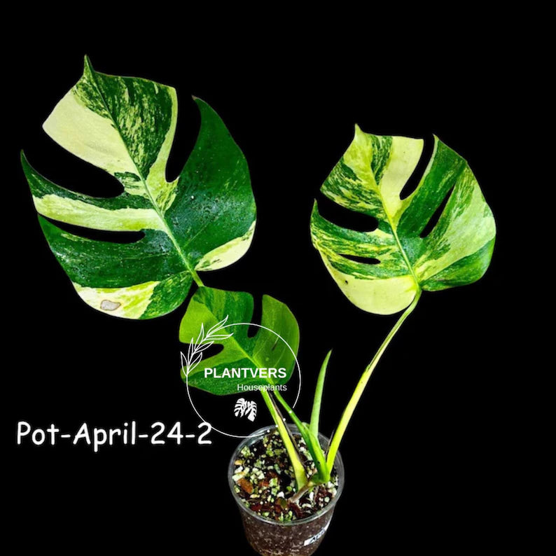 Variegated Monstera Aurea Live Plant - Rare Yellow Variegated Monstera Borsigiana - Collector Grade Houseplant - US Seller