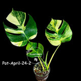 Variegated Monstera Aurea Live Plant - Rare Yellow Variegated Monstera Borsigiana - Collector Grade Houseplant - US Seller
