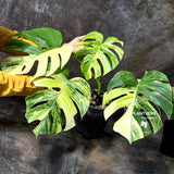 Variegated Monstera Aurea Live Plant - Rare Yellow Variegated Monstera Borsigiana - Collector Grade Houseplant - US Seller