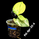 Variegated Scindapsus Jade Satin Aurea Live Plant - Collector Houseplant, Creamy White Marbling