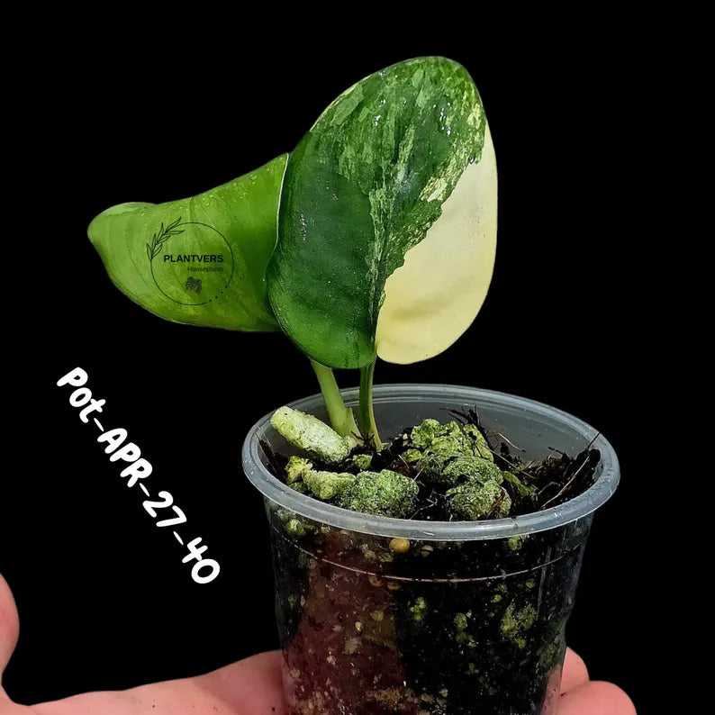 Variegated Scindapsus Jade Satin Aurea Live Plant - Collector Houseplant, Creamy White Marbling