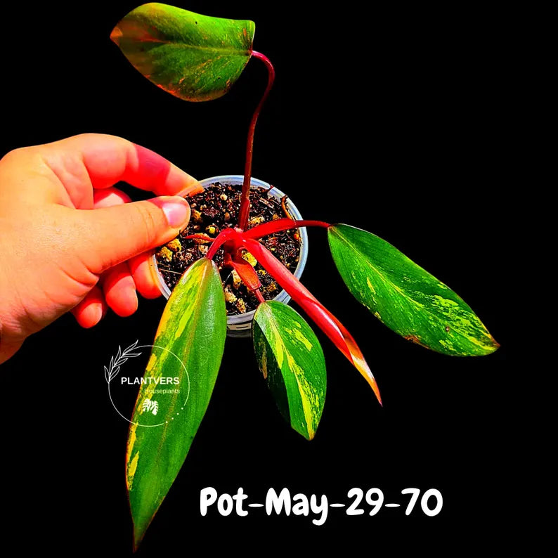 Philodendron Strawberry Shake High Variegated Live Plant - EXACT Same Plant - US Seller
