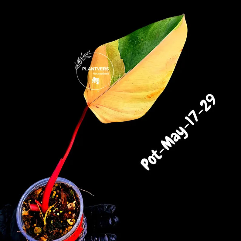 Philodendron Strawberry Shake High Variegated Live Plant - EXACT Same Plant - US Seller