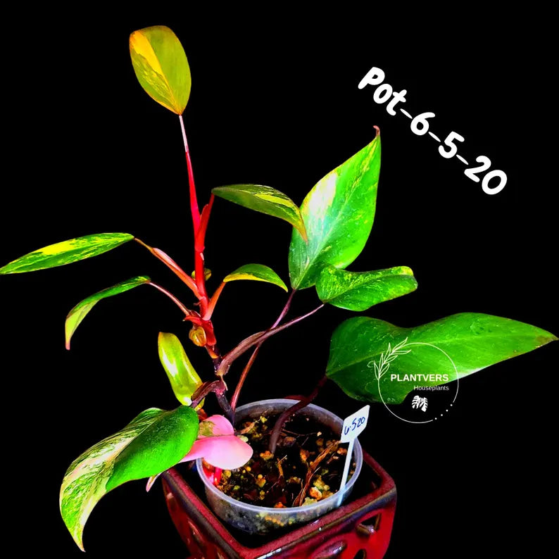 Philodendron Strawberry Shake High Variegated Live Plant - EXACT Same Plant - US Seller