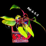 Philodendron Strawberry Shake High Variegated Live Plant - EXACT Same Plant - US Seller