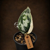 Scindapsus Mayari Variegated Live Plant - Rare Aroid Indoor Houseplant with Silver Variegation - EXACT Plant - US Seller