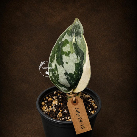 Scindapsus Mayari Variegated Live Plant - Rare Aroid Indoor Houseplant with Silver Variegation - EXACT Plant - US Seller