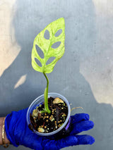 Variegated Monstera Adansonii Mint - Exact Plant (June-22-130)