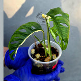 Variegated Monstera Adansonii Albo - Rare Exact Plant - (June-22-125-)