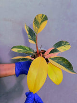 Philodendron Yellow Congo Variegated - EXACT Plant - (June-22-50)