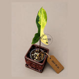 Variegated Philodendron Brown Beauty Florida Beauty x Black Billietiae - (July-10-31)