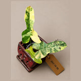 Variegated Philodendron Brown Beauty Florida Beauty x Black Billietiae - (July-10-30)