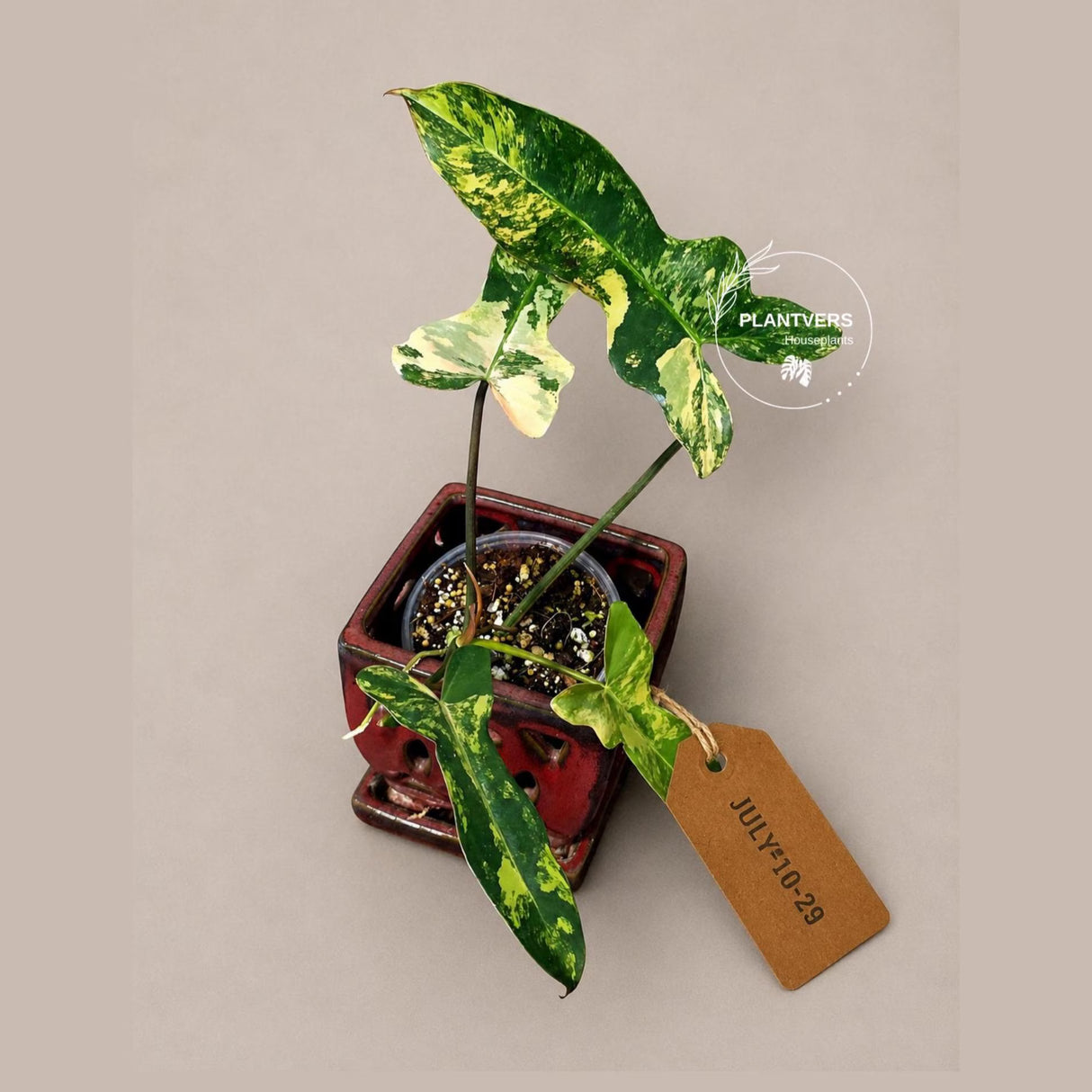 Variegated Philodendron Brown Beauty Florida Beauty x Black Billietiae - (July-10-29)