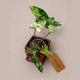 Variegated Philodendron Brown Beauty Florida Beauty x Black Billietiae - (July-10-29)