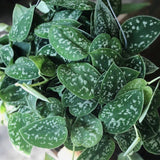 Silver Pothos Cuttings