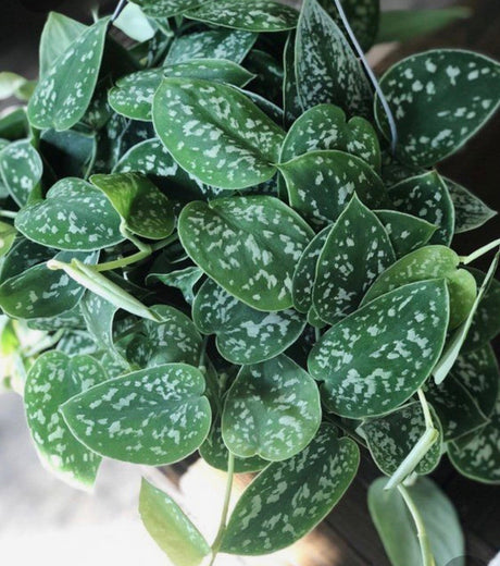 Silver Pothos nursery pot - RARE Silver Satin or Silvery Anne - Easy Care low light indoor plant - Hardy Houseplant