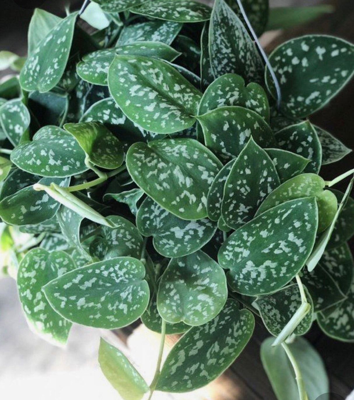 Silver Pothos nursery pot - RARE Silver Satin or Silvery Anne - Easy Care low light indoor plant - Hardy Houseplant