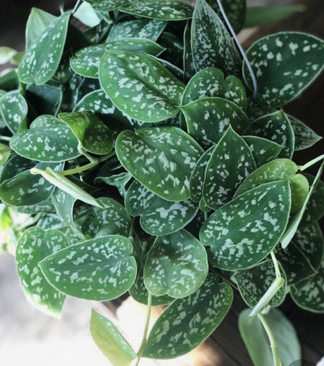 Silver Pothos nursery pot - RARE Silver Satin or Silvery Anne - Easy Care low light indoor plant - Hardy Houseplant