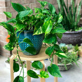 Golden Pothos Cuttings or in a Nursery Pot