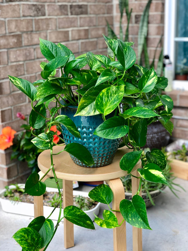 easy plant pothos Golden Pothos in a 4" & 6" Nursery Pot - Easy Care Houseplant